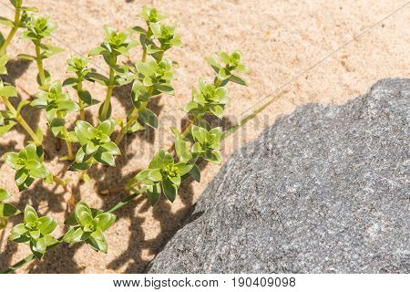 A Beautiful Minimalist Closeup Of A Sand And Sea Sandwort. Shallow Depth Of Field.