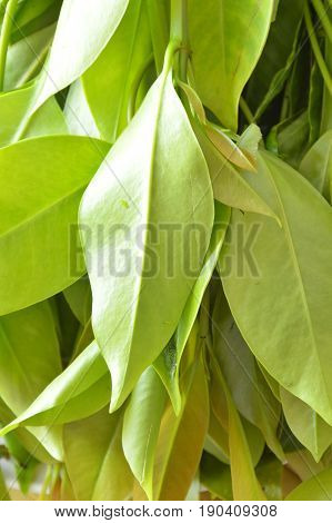 Garcinia cowa tropical herb taste sour and unique scent