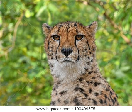 Close Up Portrait Of Cheetah