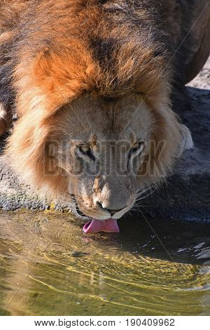 Close Up Portrait Of Lion Drinking Water