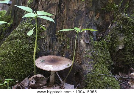 Deer Mushroom (Pluteus cervinus) near a birch tree stump