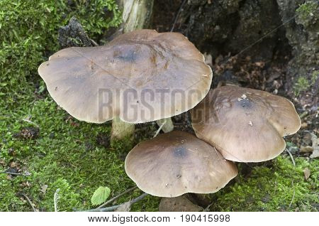 Deer Mushroom (Pluteus cervinus) near a birch tree stump
