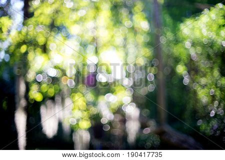 blur nature green leaf show boken of light image