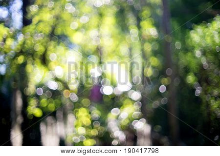 blur nature green leaf show boken of light image
