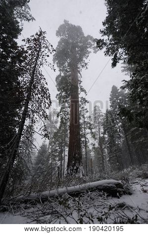 A giant Sequoia coverd in snow in Sequoia and King's Canyon National Park. California, USA