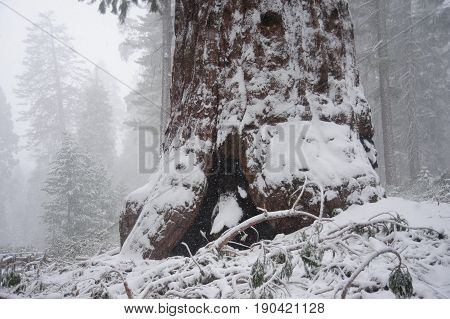 Impression of the Giant Sequoia's covered in Sequoia and King's Canyon National Park, California, USA.