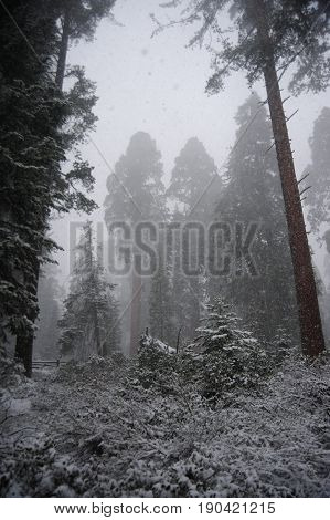 Impression of the Giant Sequoia's covered in Sequoia and King's Canyon National Park, California, USA.