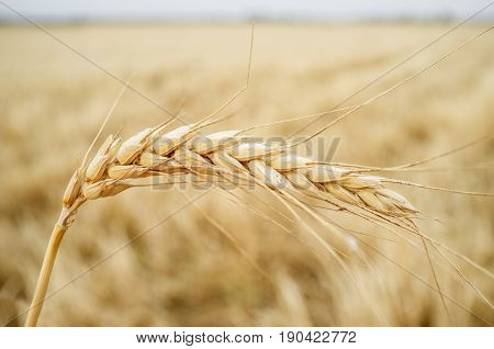 One grain ear over wheat grain field