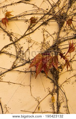 Colorful ivy stone wall background texture autumn