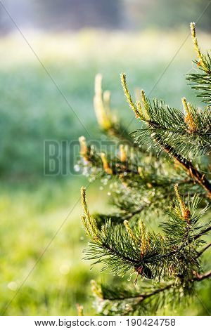 pine tree branch with cones. Larix leptolepis