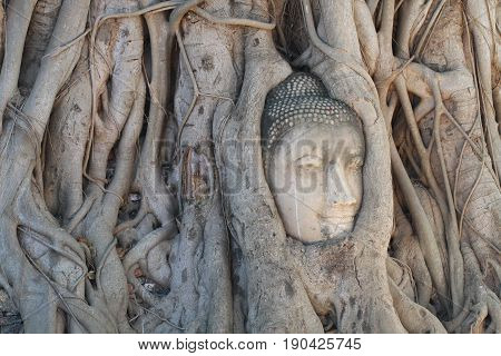 Buddha statue trapped in Tree roots at historical park, Thailand
