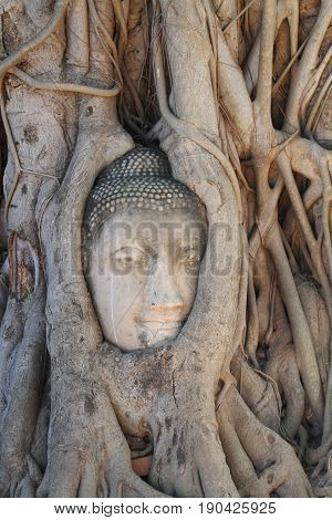 Buddha statue trapped in Tree roots at historical park, Thailand