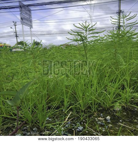 Close up grassland on blur blue sky background
