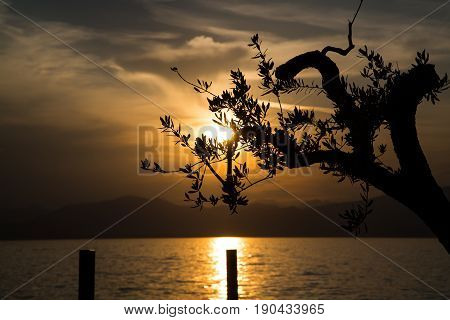 Silhouette of a tree at sunset in the background of Lake Garda