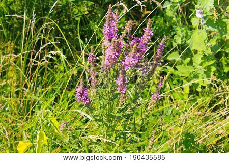Purple Loosestrife (Lythrum Salicaria) on the meadow