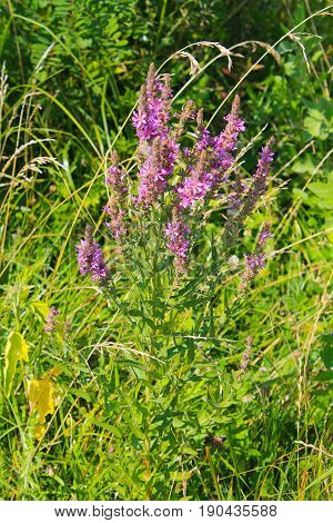 Purple Loosestrife (Lythrum Salicaria) on the meadow