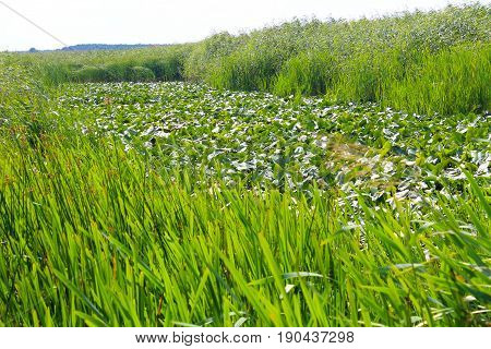 Aquatic plants in a swamp. Summer landscape