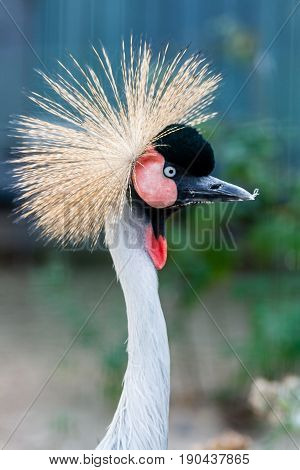Beautiful Crowned Crane (balearica Pavonina)