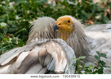 Common Vulture (neophron Percnopterus)
