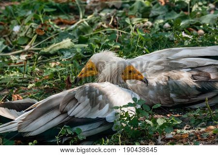 Common Vulture (neophron Percnopterus)