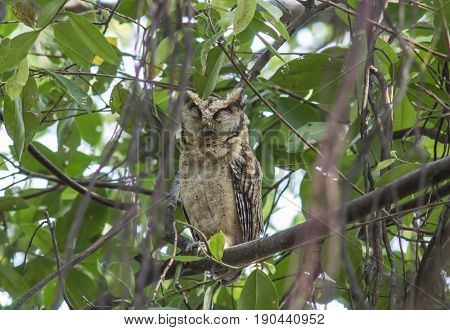 Collared scops owl Otus sagittatus Cute Birds of Thailand