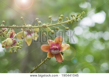 A beautiful macro shot of a flower from the unusual cannonball tree (Couroupita guianensis)