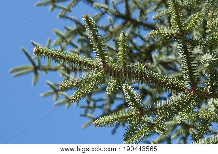 Leaves and branches of Spanish fir, Abies pinsapo. This species is native to southern Spain and northern Morocco