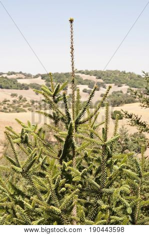 Leaves and branches of Spanish fir Abies pinsapo. This species is native to southern Spain and northern Morocco