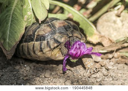 Turtle Testudo Marginata european landturtle eating a purple flower closeup wildlife