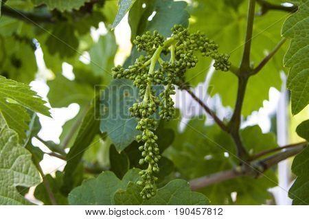 Immature tiny grapes, grape leaf, grape leaf and grape fruit pictures