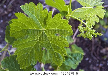Immature tiny grapes, grape leaf, grape leaf and grape fruit pictures