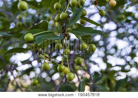 Unripe fruit trees, unripe cherry fruit, pictures of raw fruit