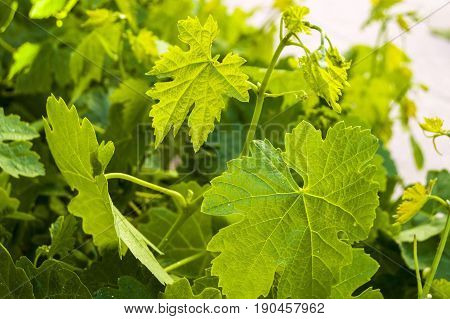 Immature tiny grapes, grape leaf, grape leaf and grape fruit pictures