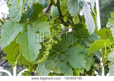 Immature tiny grapes, grape leaf, grape leaf and grape fruit pictures