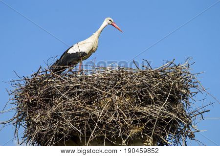 Stork's nest, natural stork's nest, puppies and stork's nest, stork pictures on the roof,
