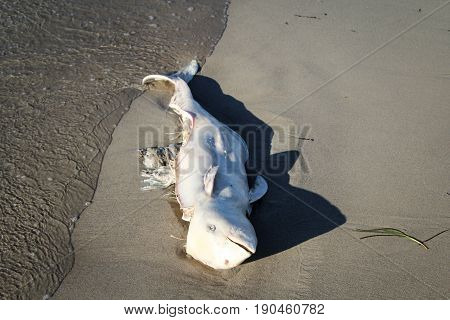 this is an Environmental pollution, deadly washed porpoise