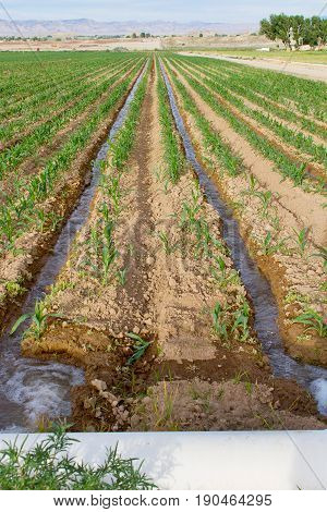 Irrigation water pouring into a corn field