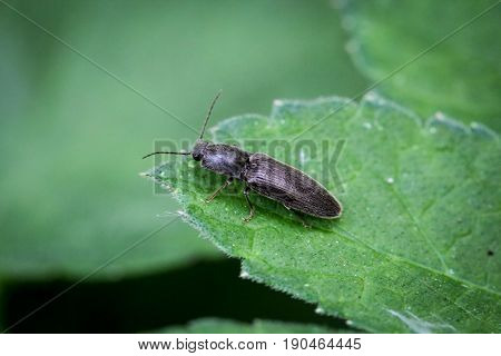 Black, fast beetle, (Athous niger), nature, beetle, animals