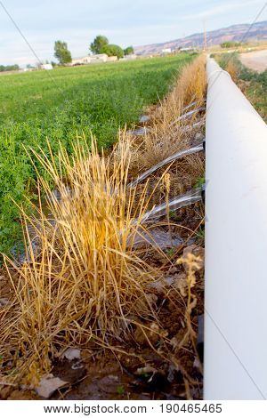 water pouring onto alfalfa field from gated irrigation pipe