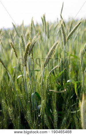 green wheat blowing gently in the wind