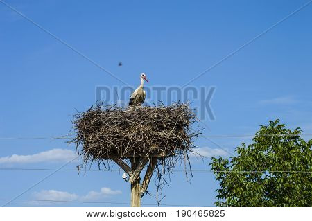 Stork's nest, natural stork's nest, puppies and stork's nest, stork pictures on the roof,