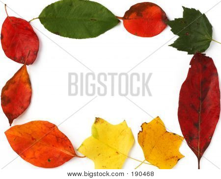 Marco de hojas