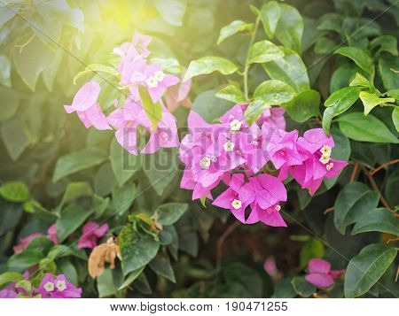 Blooming Fresh Pink Bougainvillea Flower With Sunlight And Green Leaf In Background.
