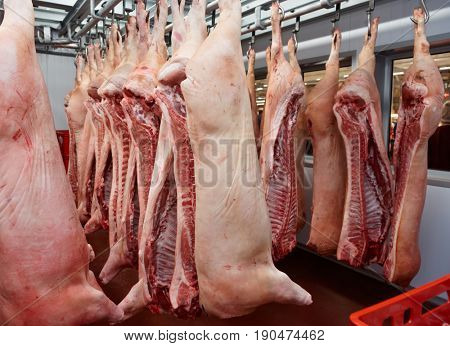 Pig carcasses cut in half stored in refrigerator room of food processing plant