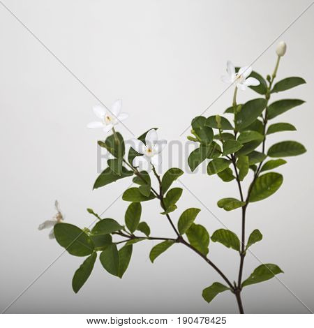 White And Fragrant Flower