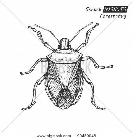 Hand drawn ink sketch of forest-bug isolated on white background. Vector illustration. Drawing in vintage style.
