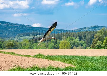 White Stork Walking In A Beautiful Field