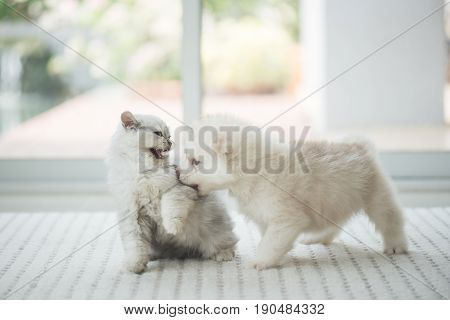 Cute kitten and puppy playing together in room