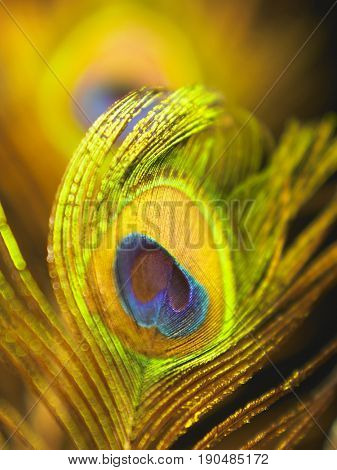 off focus of peacock feather for texture or background
