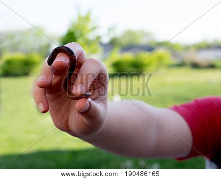 Child holding s-shaped earthworm in his hands